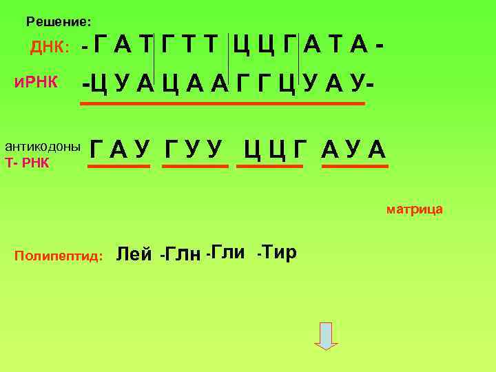 Днк имеет антикодон. ИРНК задачи. Алгоритм решения молекулярных задач по биологии. Задачи с антикодонами ДНК И РНК. РНК ГАУ.