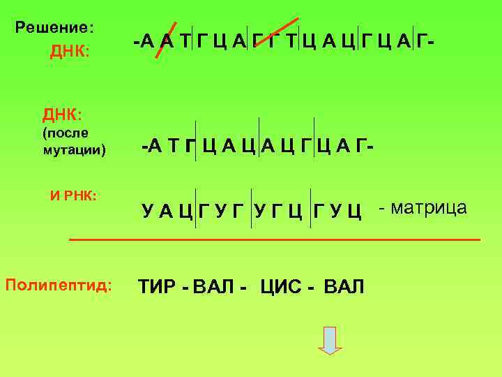 Днк решение. ДНК Г Ц Т Ц Г Ц Ц А А. ДНК А Г Т Ц. А-Г-Ц-Т-Т-Г-Ц-А-Т-Г-Ц-А-Ц-Г-А. Ц-Г-Г-А-А-Т-Т-Ц-Ц.