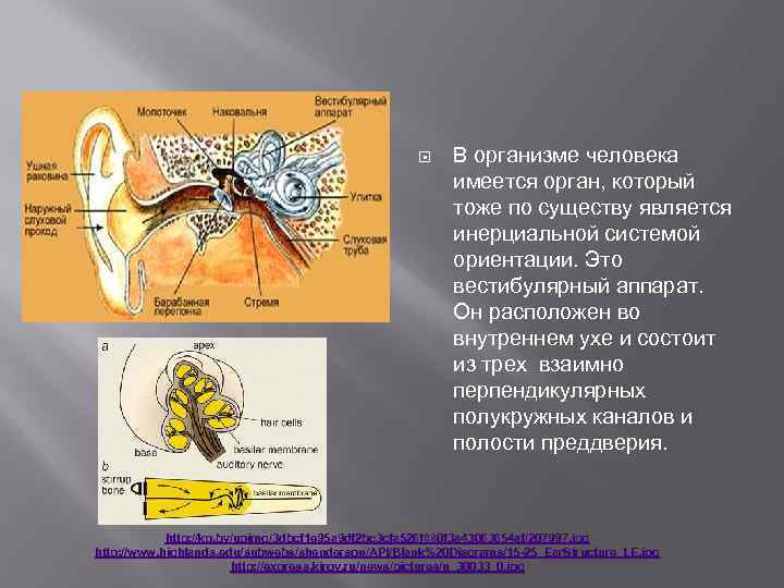  В организме человека имеется орган, который тоже по существу является инерциальной системой ориентации.