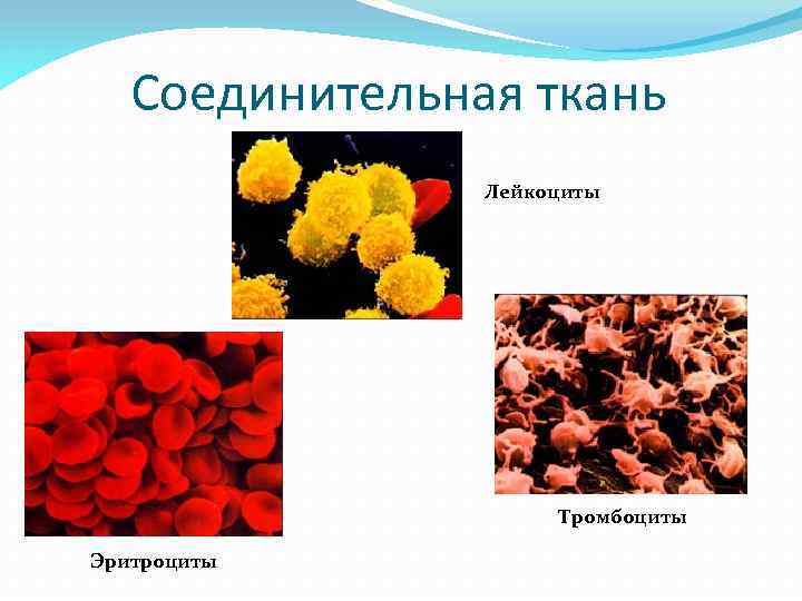 Соединительная ткань Лейкоциты Тромбоциты Эритроциты 