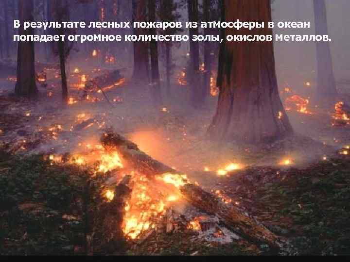 В результате лесных пожаров из атмосферы в океан попадает огромное количество золы, окислов металлов.