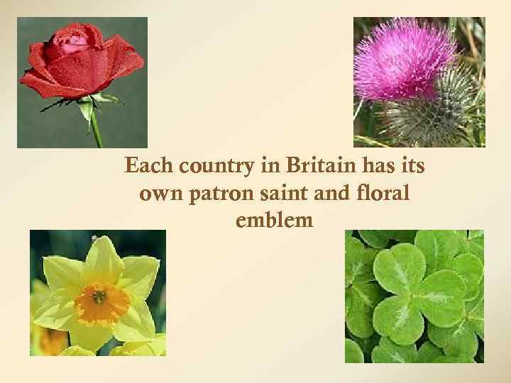 Each country in Britain has its own patron saint and floral emblem 