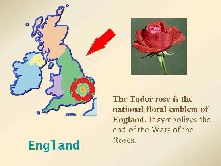 England The Tudor rose is the national floral emblem of England. It symbolizes the