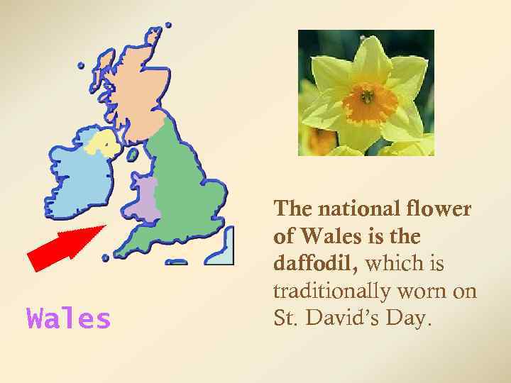 Wales The national flower of Wales is the daffodil, which is traditionally worn on