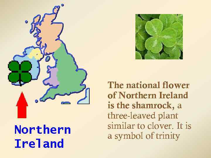 Northern Ireland The national flower of Northern Ireland is the shamrock, a three-leaved plant