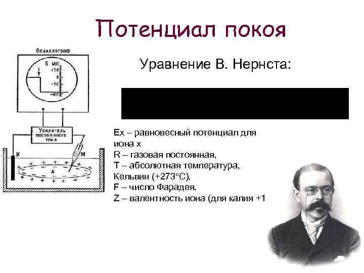 Потенциал покоя Уравнение В. Нернста: Ex – равновесный потенциал для иона х R –