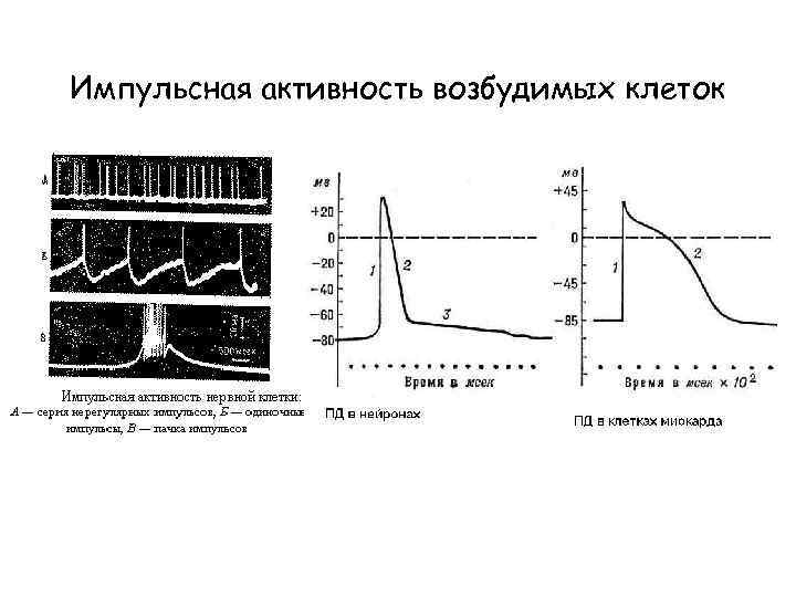 Импульсная активность возбудимых клеток 
