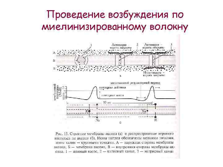 На рисунке ниже показано строение миелинизированного нервного волокна