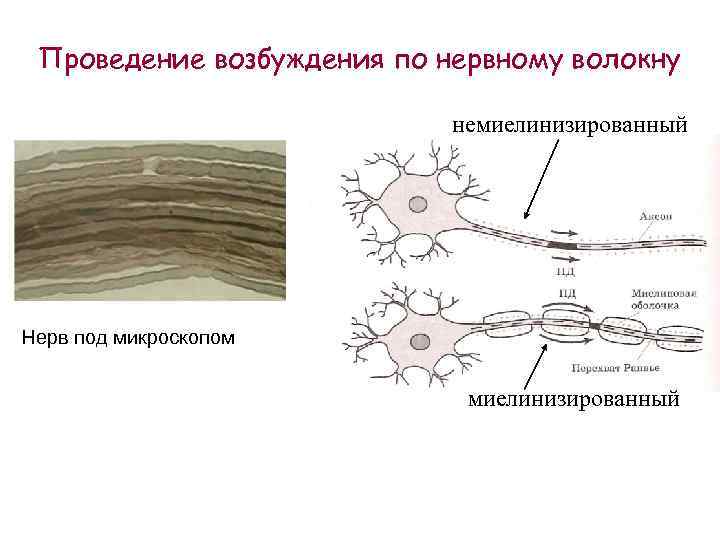 Проведение возбуждения по нервному волокну немиелинизированный Нерв под микроскопом миелинизированный 