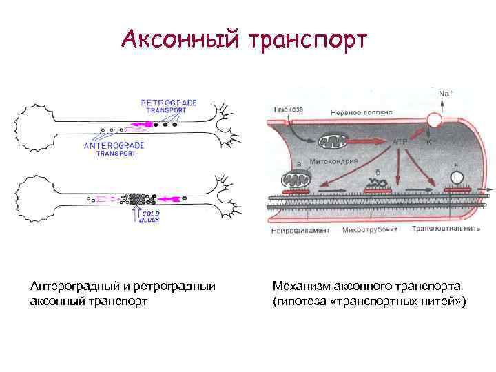 Аксонный транспорт Антероградный и ретроградный аксонный транспорт Механизм аксонного транспорта (гипотеза «транспортных нитей» )