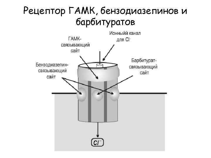 Рецептор ГАМК, бензодиазепинов и барбитуратов 