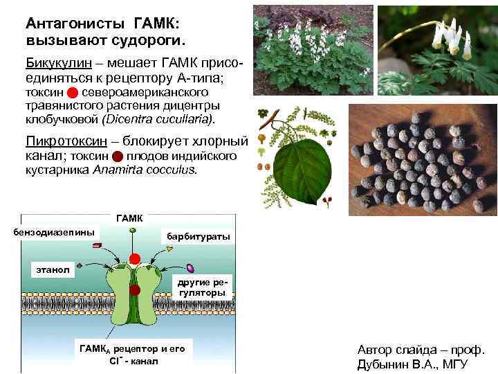 Антагонисты ГАМК: вызывают судороги. Бикукулин – мешает ГАМК присоединяться к рецептору А-типа; токсин североамериканского