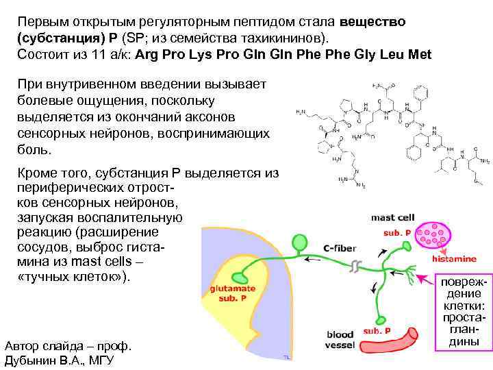 Первым открытым регуляторным пептидом стала вещество (субстанция) Р (SP; из семейства тахикининов). Состоит из
