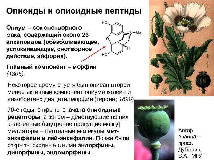 Опиоиды и опиоидные пептиды Опиум – сок снотворного мака, содержащий около 25 алкалоидов (обезболивающее,