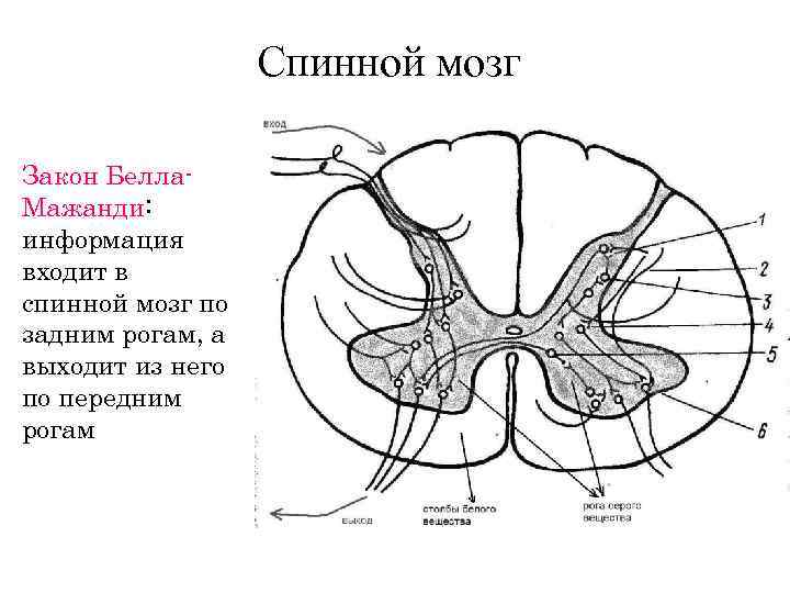 Спинной мозг Закон Белла. Мажанди: информация входит в спинной мозг по задним рогам, а