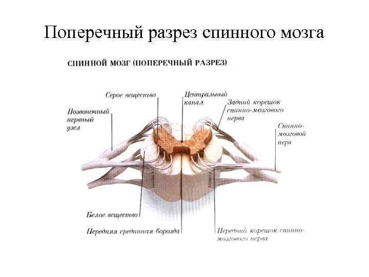 Поперечный разрез спинного мозга 