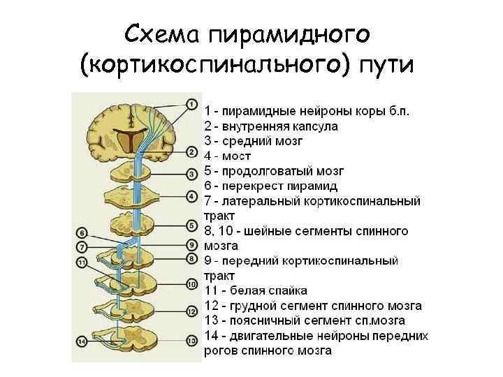 Схема пирамидного (кортикоспинального) пути 