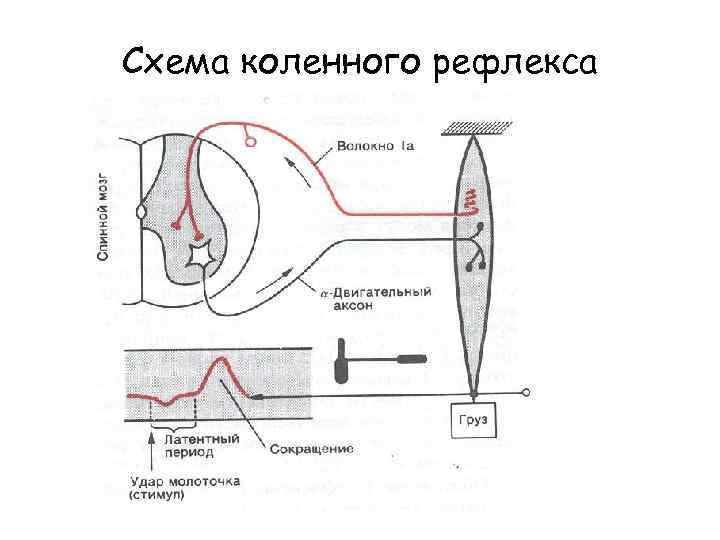 Схема коленного рефлекса 