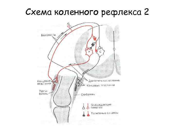 Схема коленного рефлекса 2 