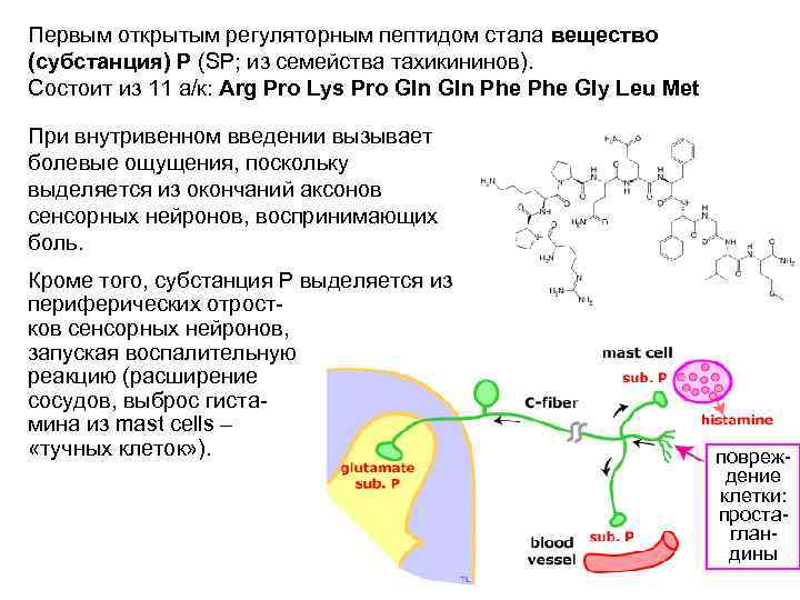 Первым открытым регуляторным пептидом стала вещество (субстанция) Р (SP; из семейства тахикининов). Состоит из