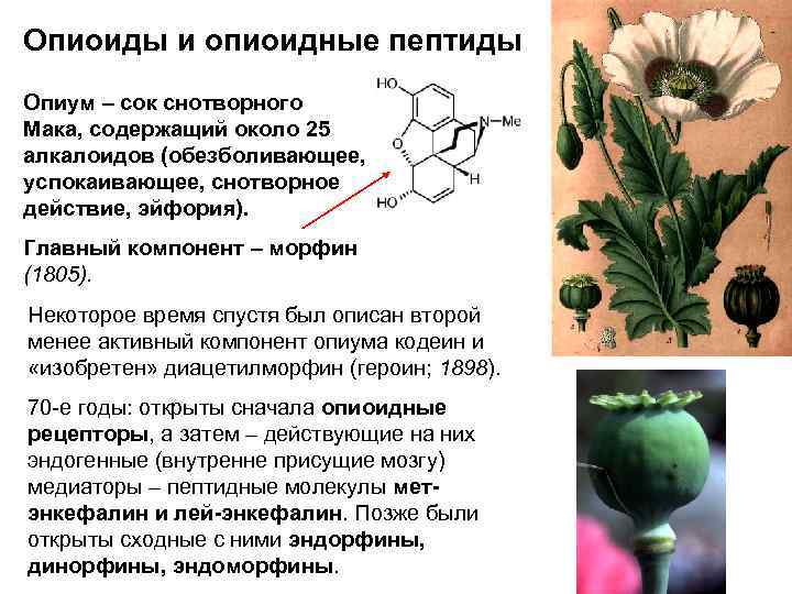 Опиоиды и опиоидные пептиды Опиум – сок снотворного Мака, содержащий около 25 алкалоидов (обезболивающее,