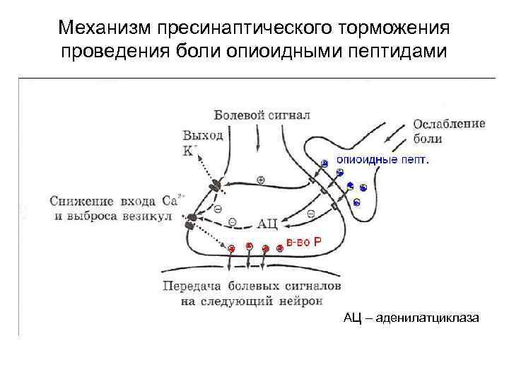 Механизм пресинаптического торможения проведения боли опиоидными пептидами АЦ – аденилатциклаза 