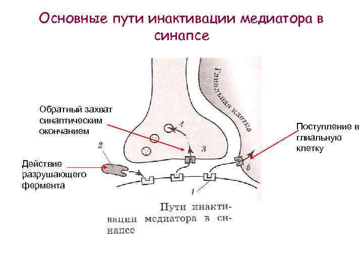 Основные пути инактивации медиатора в синапсе Обратный захват синаптическим окончанием Действие разрушающего фермента Поступление