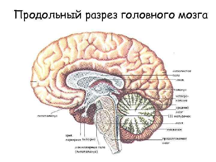 Продольный разрез головного мозга 