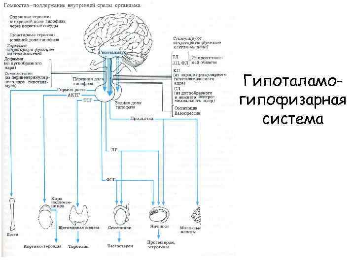 Гипоталамогипофизарная система 