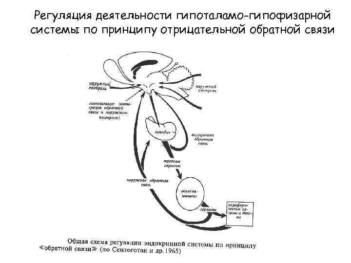 Регуляция деятельности гипоталамо-гипофизарной системы по принципу отрицательной обратной связи 