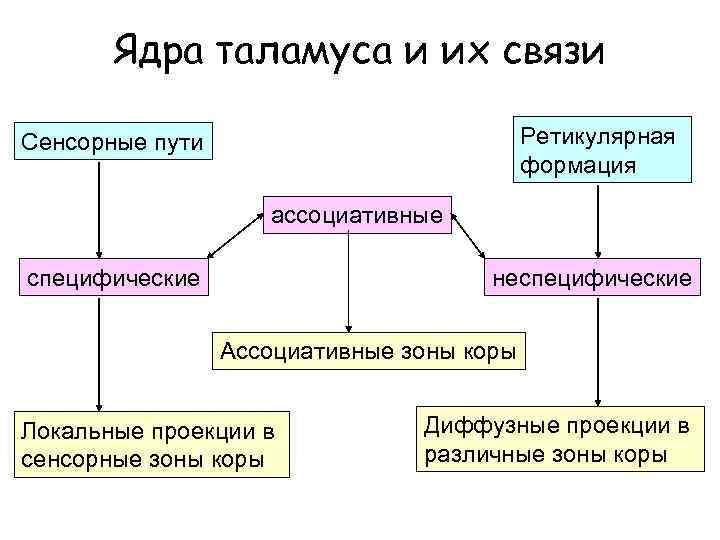 Ядра таламуса и их связи Ретикулярная формация Сенсорные пути ассоциативные специфические неспецифические Ассоциативные зоны