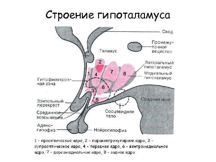 Стимуляция переднего и латерального гипоталамуса формирует. Внешнее строение гипоталамуса анатомия. Вентромедиальные ядра гипоталамуса. Схема расположения ядер гипоталамуса. Анатомические структуры гипоталамуса.