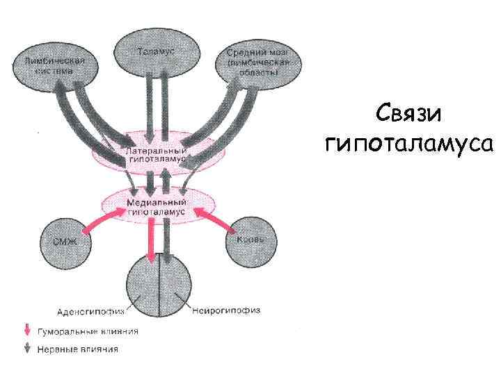 Связи гипоталамуса 