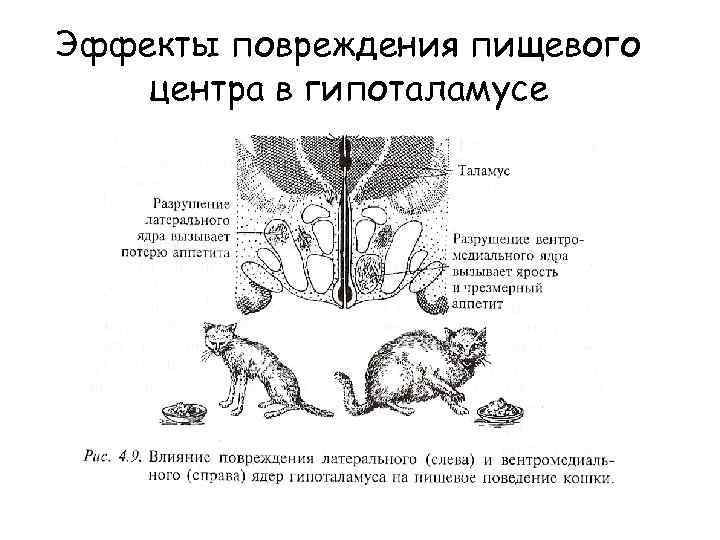 Эффекты повреждения пищевого центра в гипоталамусе 