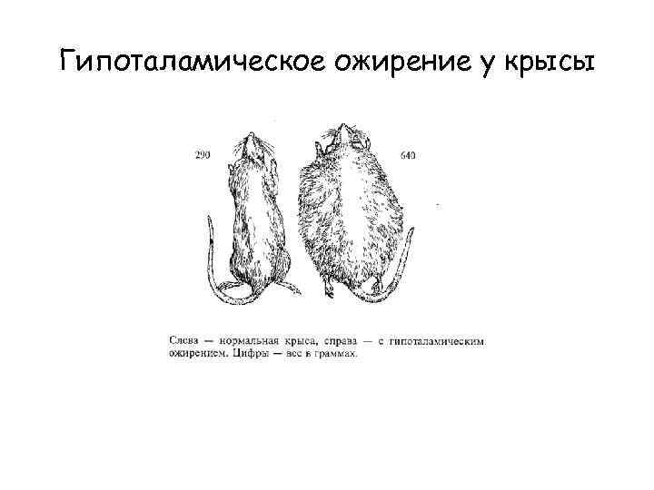 Гипоталамическое ожирение у крысы 