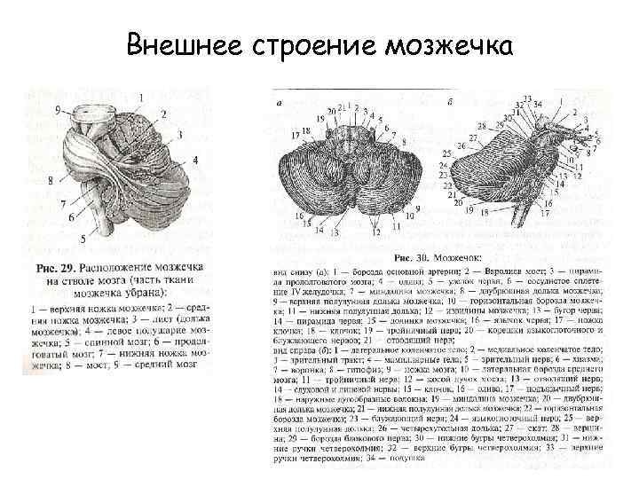 Мозжечок строение