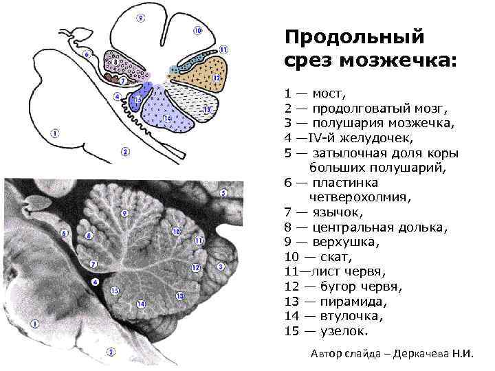 Схема коры мозжечка