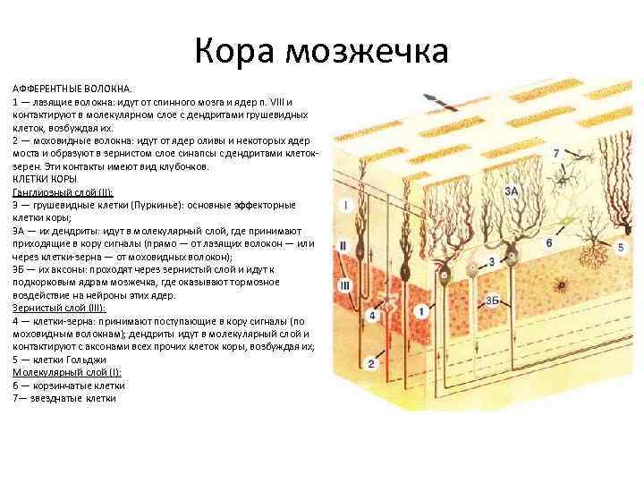 Схема строения клубочка зернистого слоя коры мозжечка