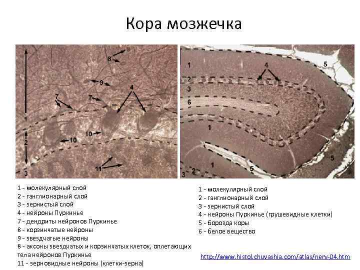 Кора мозжечка 1 - молекулярный слой 2 - ганглионарный слой 3 - зернистый слой