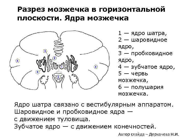 Ядра мозжечка схема