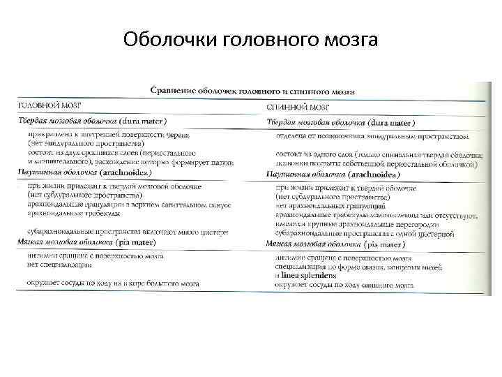 Оболочки головного мозга 