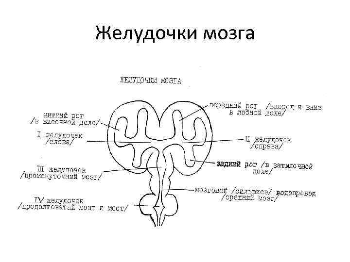 Желудочки головного мозга схема