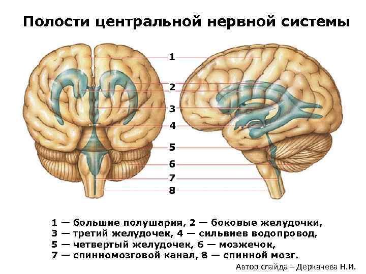 Оболочки мозга картинка