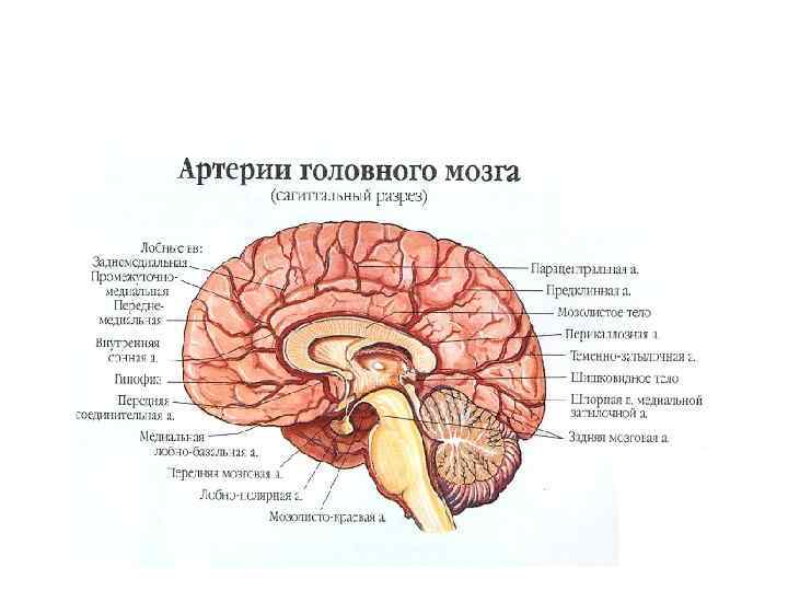 Оболочки мозга картинка