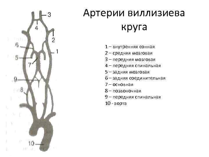 Артерии виллизиева круга 1 – внутренняя сонная 2 – средняя мозговая 3 – передняя