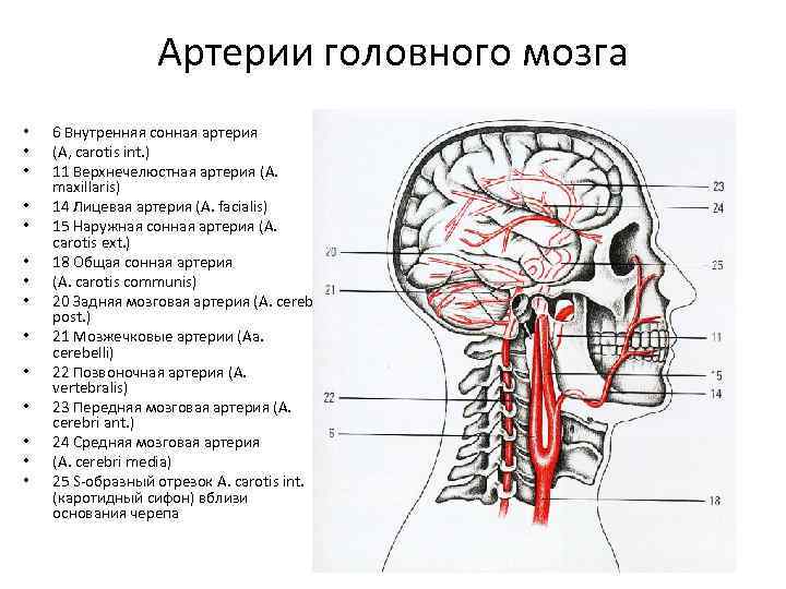 Сегменты передней мозговой артерии схема