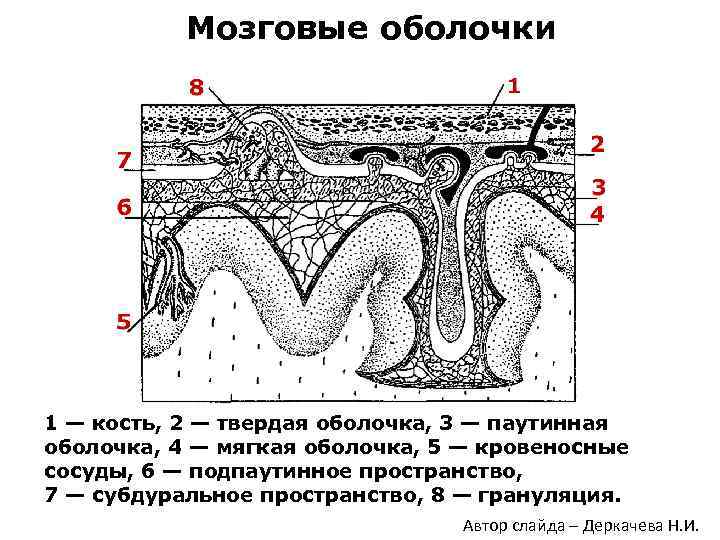 Мозговые оболочки 1 — кость, 2 — твердая оболочка, 3 — паутинная оболочка, 4