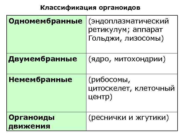 Классификация органоидов Одномембранные (эндоплазматический ретикулум; аппарат Гольджи, лизосомы) Двумембранные (ядро, митохондрии) Немембранные (рибосомы, цитоскелет,