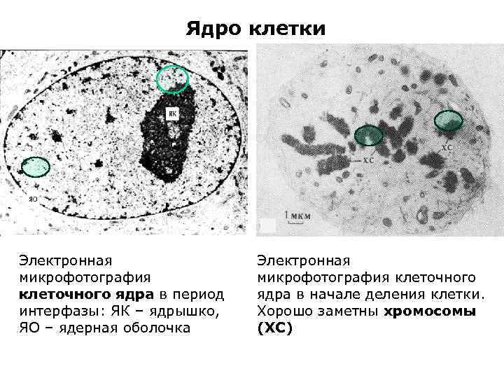 Клетки 2 ядра