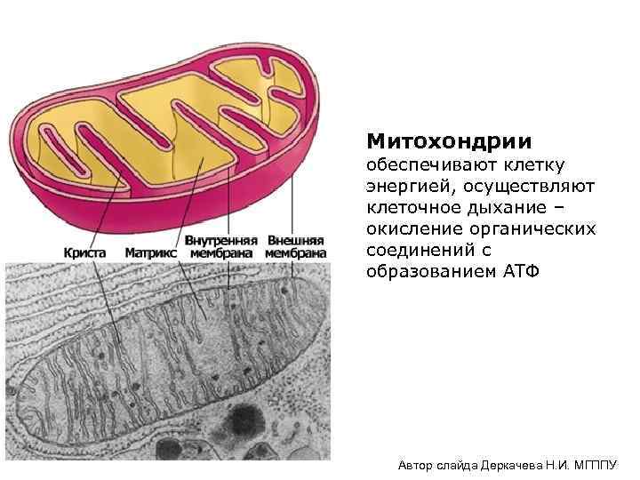 Клеточное дыхание в митохондриях